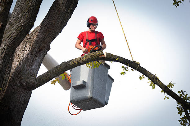 Headland, AL Tree Removal Company